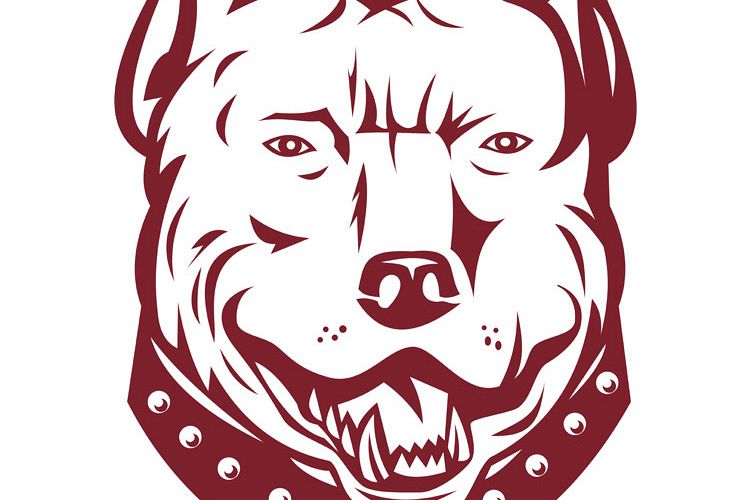 pitbull pit bull terrier mongrel dog head front example image 1