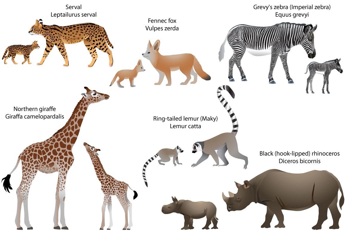 Animals of Africa with cubs example image 1