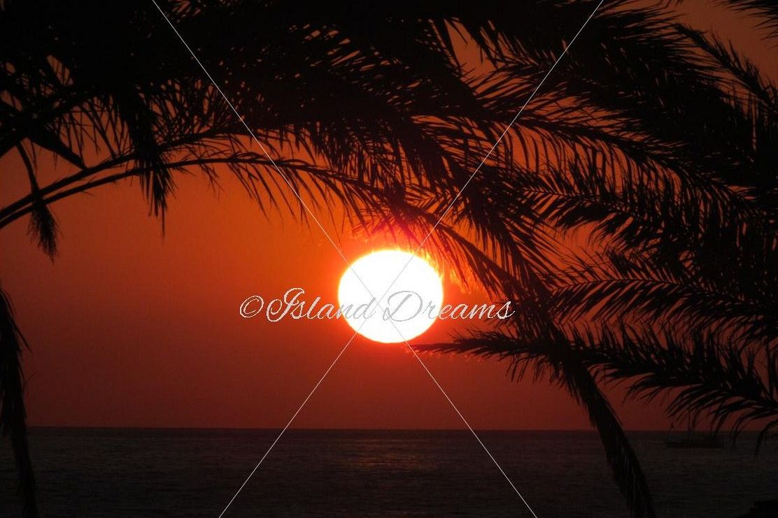 Palm Tree Sunset example image 1