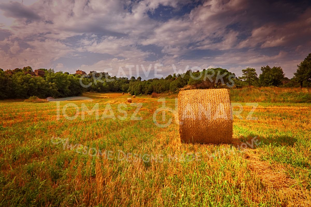 Harvest Field example image 1