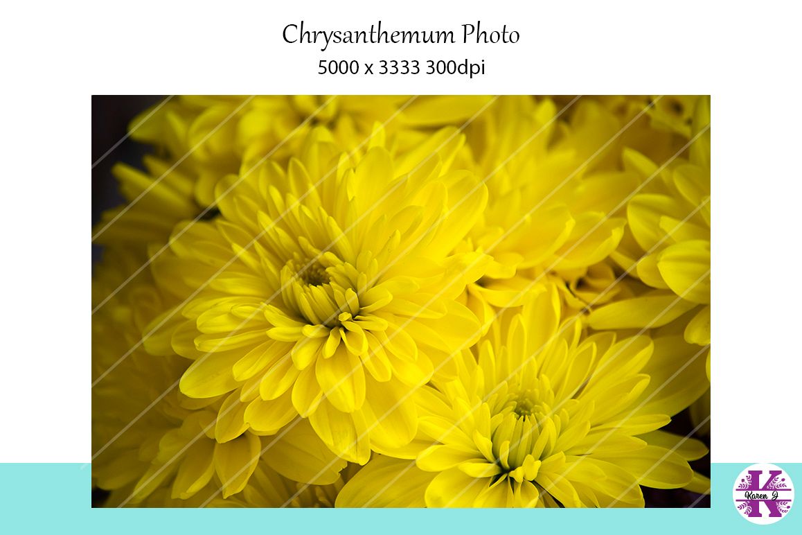 Chrysanthemum Photo example image 1