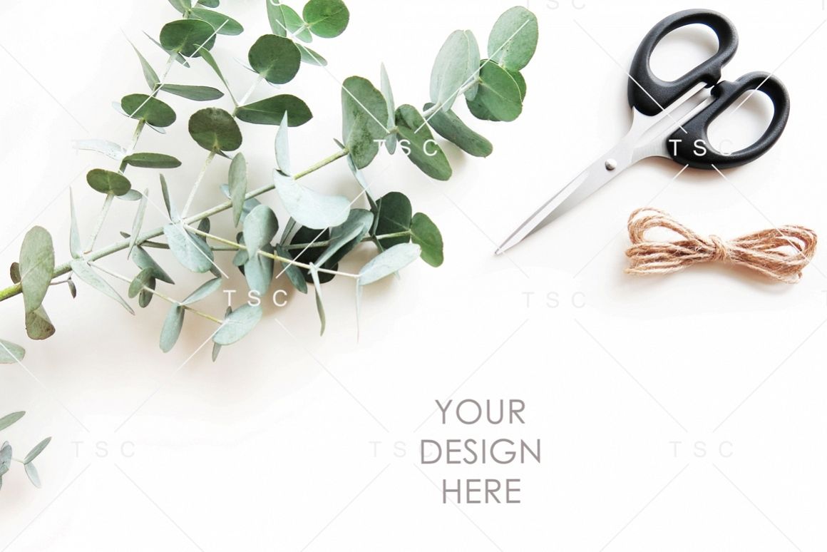 Eucalyptus Leaves Stock Photo example image 1