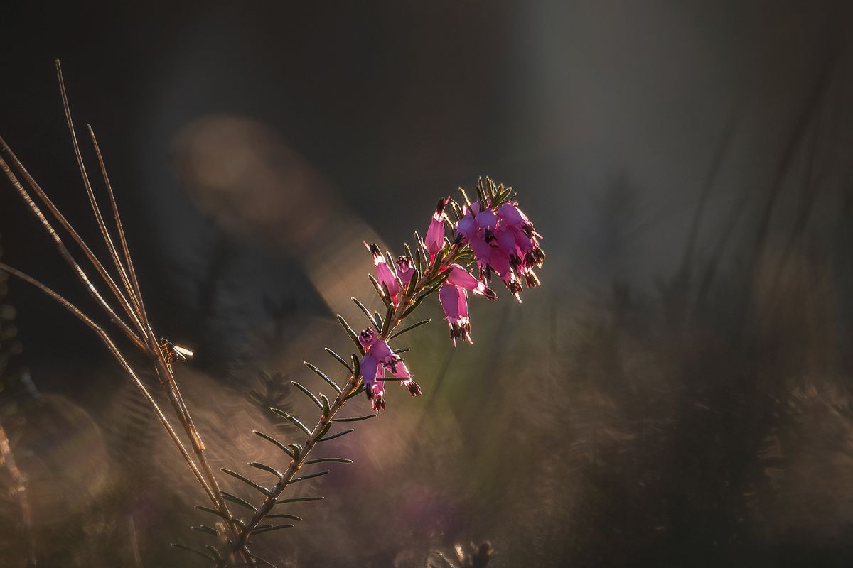 Erica plant in the early morning example image 1