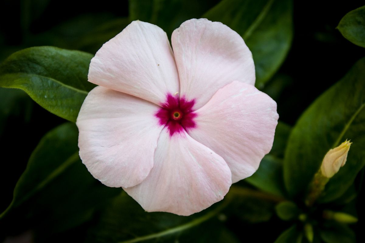 Periwinkle flower photo 2 example image 1