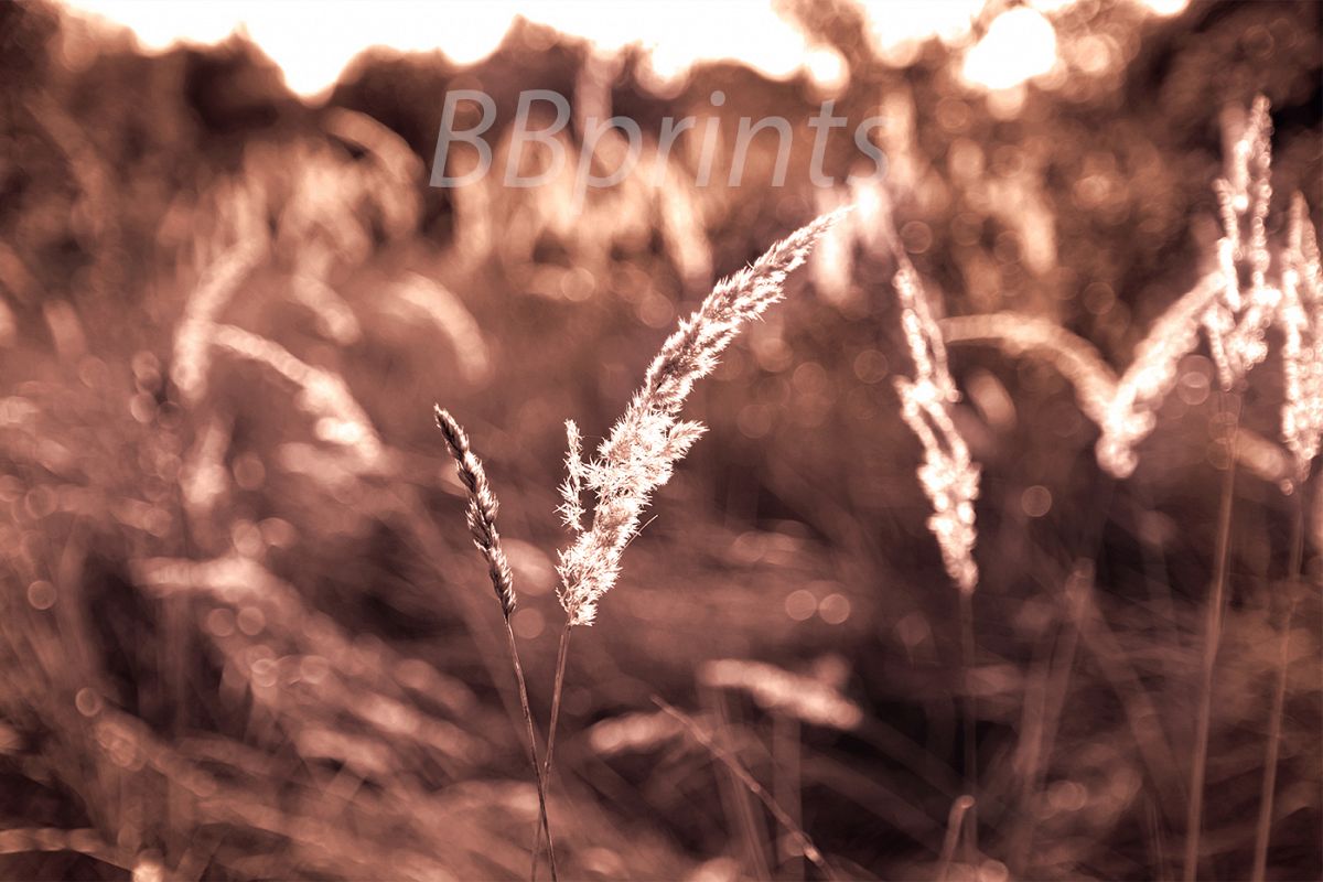 Nature photo, landscape photo, floral photo, flora photo example image 1