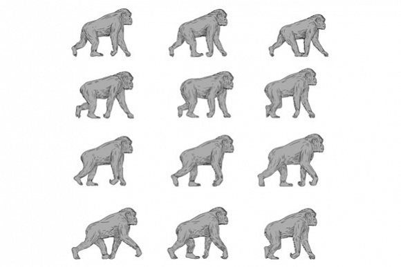 Chimpanzee Walking Cycle Collection Set example image 1