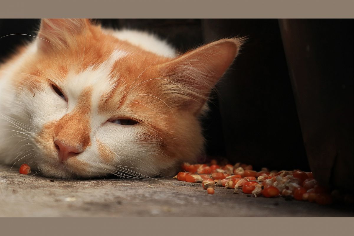 Beautiful Adult Sleeping Cat example image 1