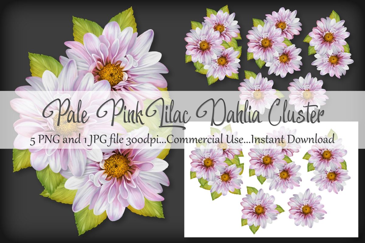 Pale Pink Lilac Dahlia Cluster Bouquet Vignette Clipart example image 1