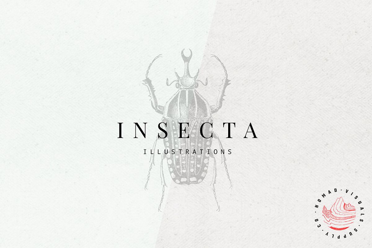 Premium Insects Illustrations example image 1