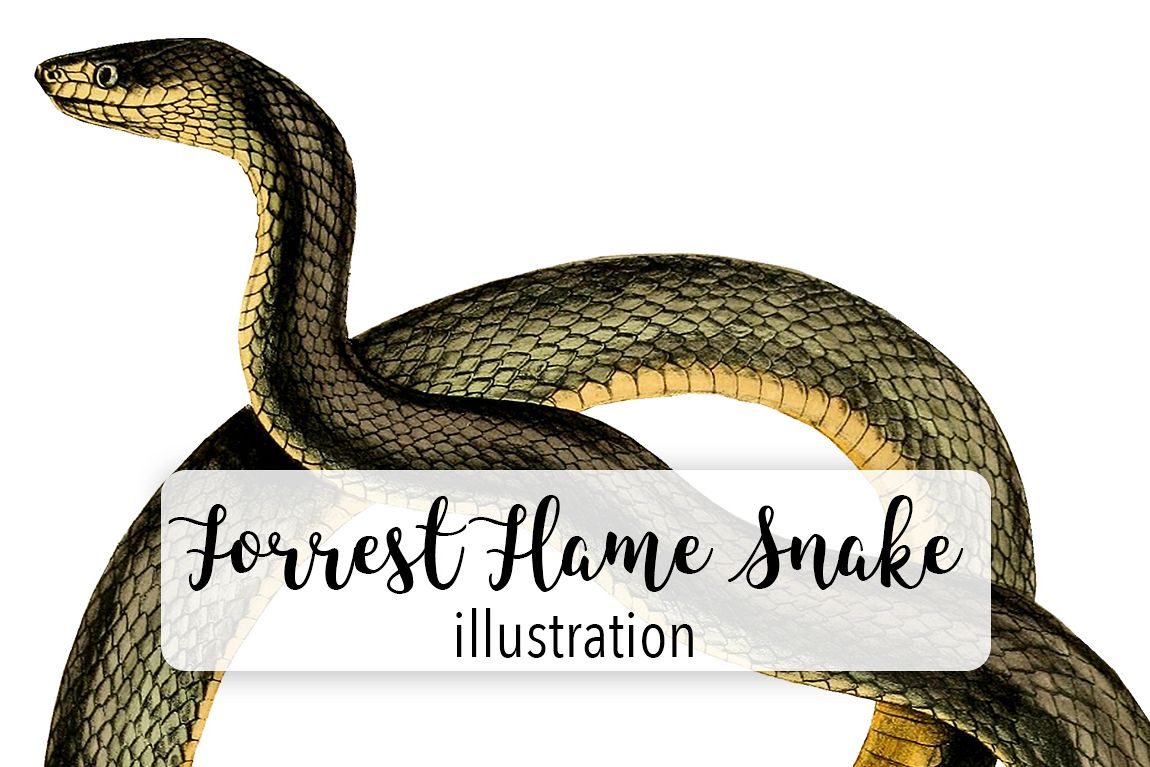 Snakes - Vintage Forrest Flame Snake example image 1