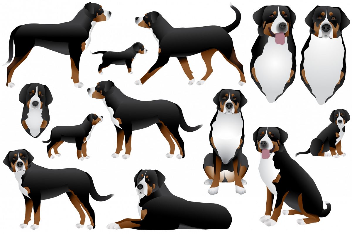 Greater swiss mountain dog example image 1