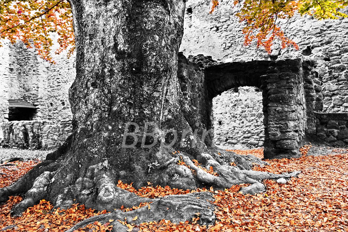 Nature photo, landscape photo, tree photo, autumn photo example image 1