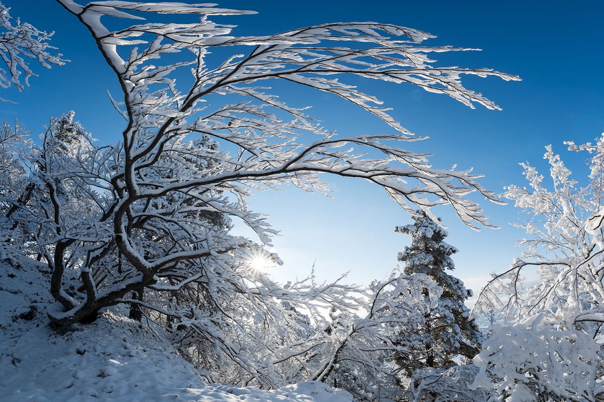 Winter forest with trees example image 1