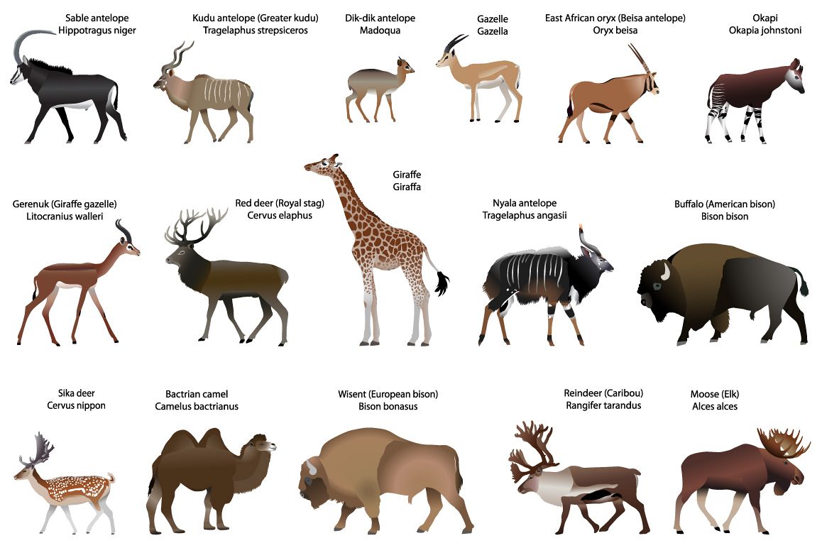 Even-toed ungulates animals color