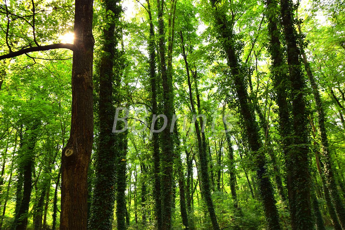 Nature photo, landscape photo, forest photo, spring photo example image 1