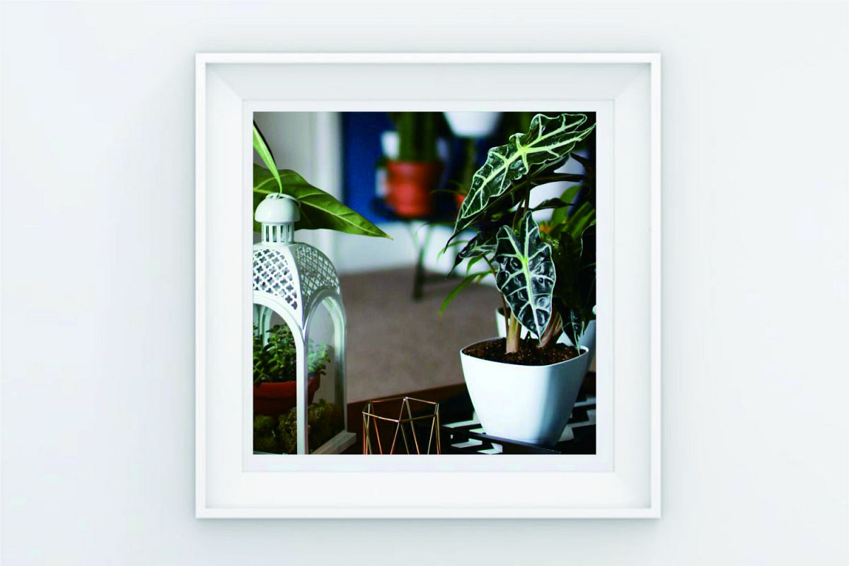 FRAME POSTER PLANT DECORATION example image 1