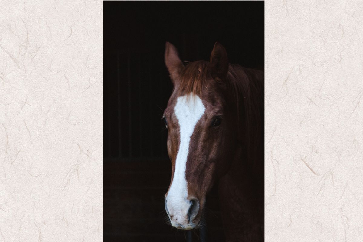 Horse photo 4 example image 1
