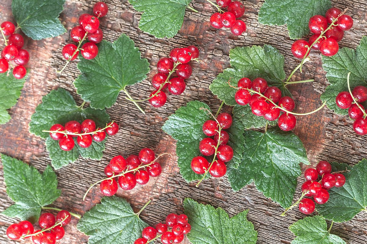 Black and red currant example image 1