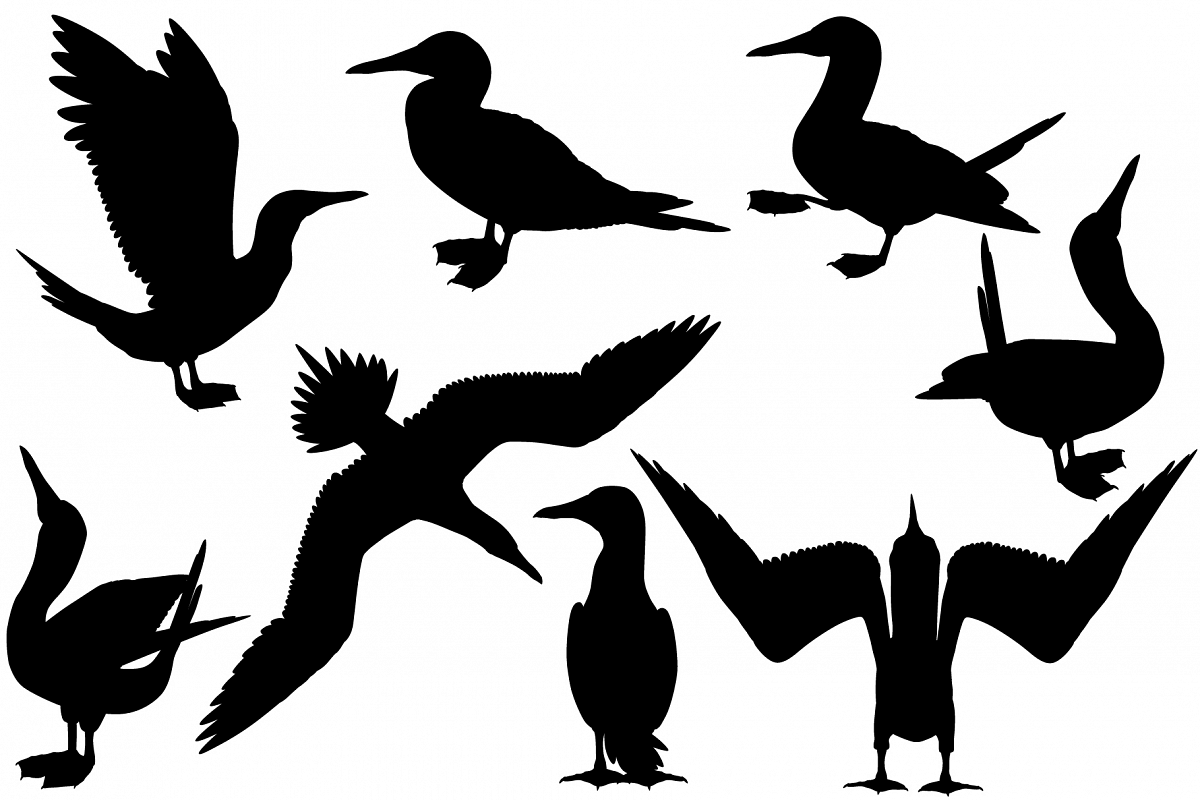 Blue-footed booby silhouette example image 1