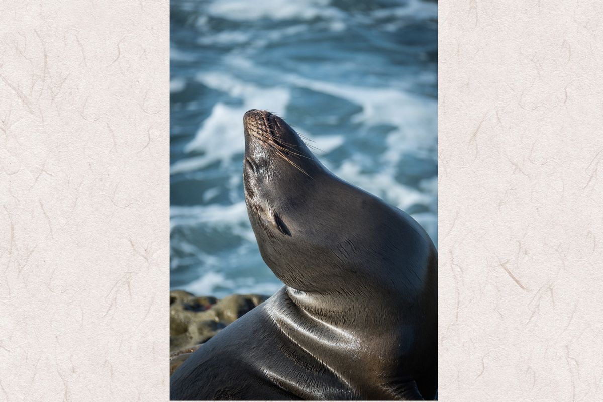 Seal photo 16 example image 1