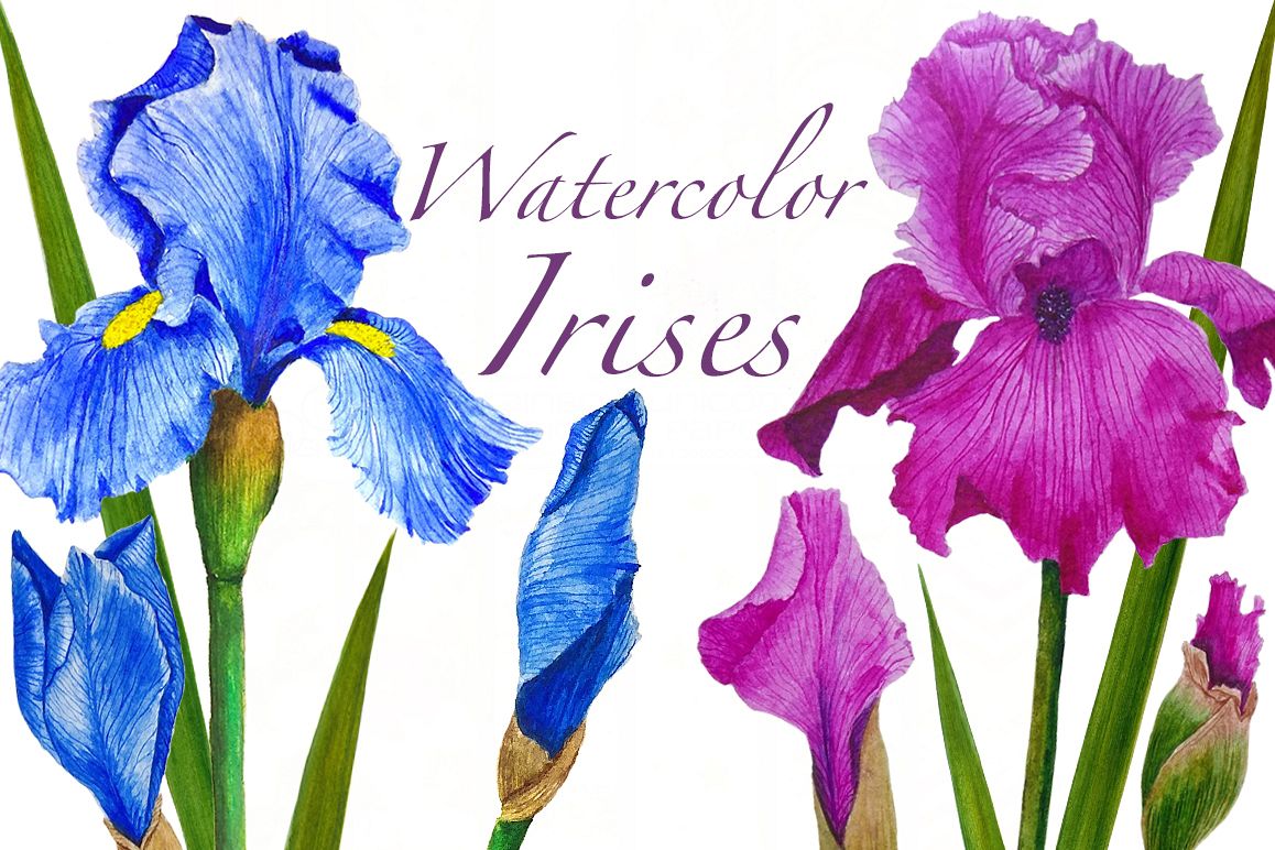 Watercolor flowers irises example image 1