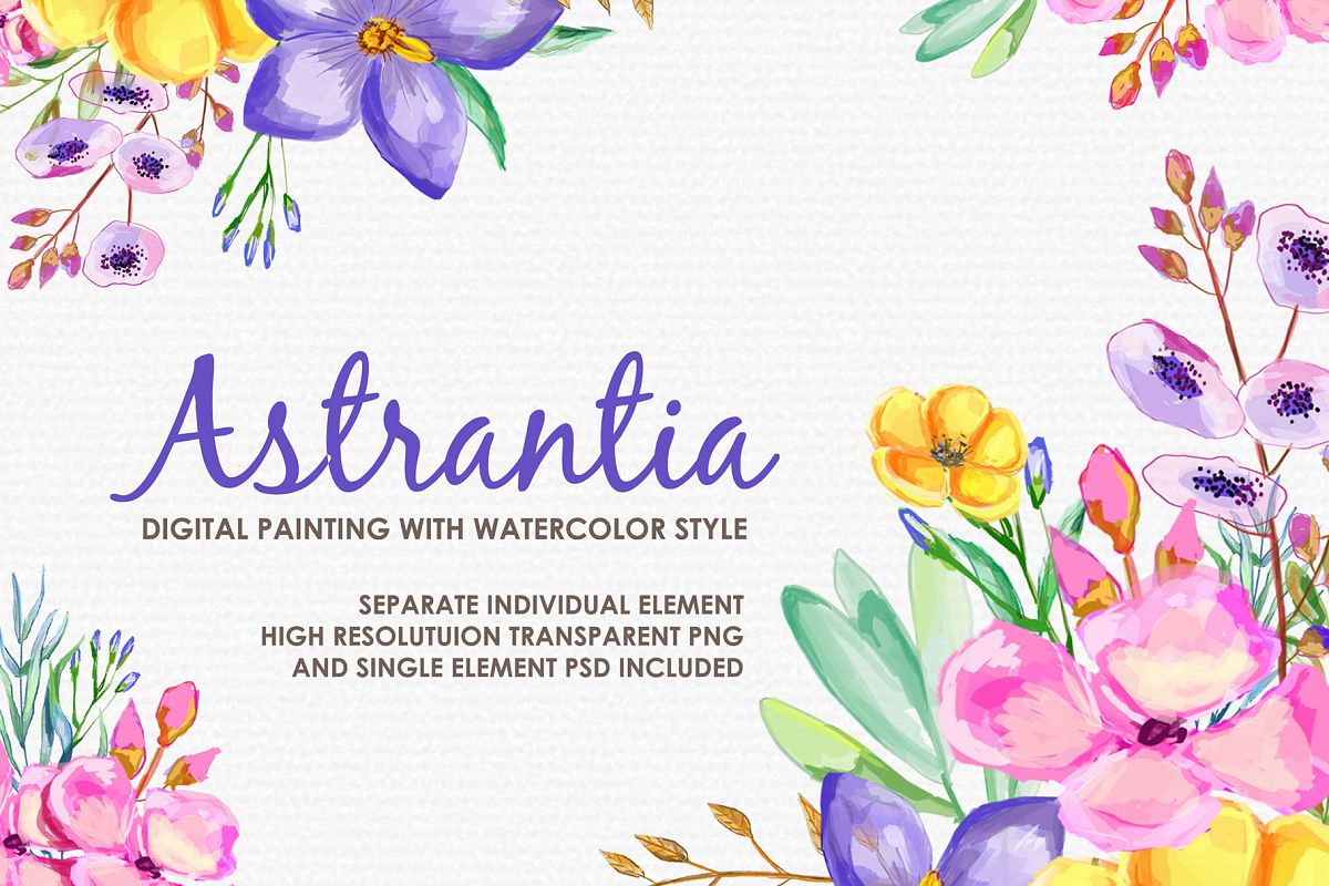 Astrantia - Digital Watercolor Floral Flower Style Clipart example image 1