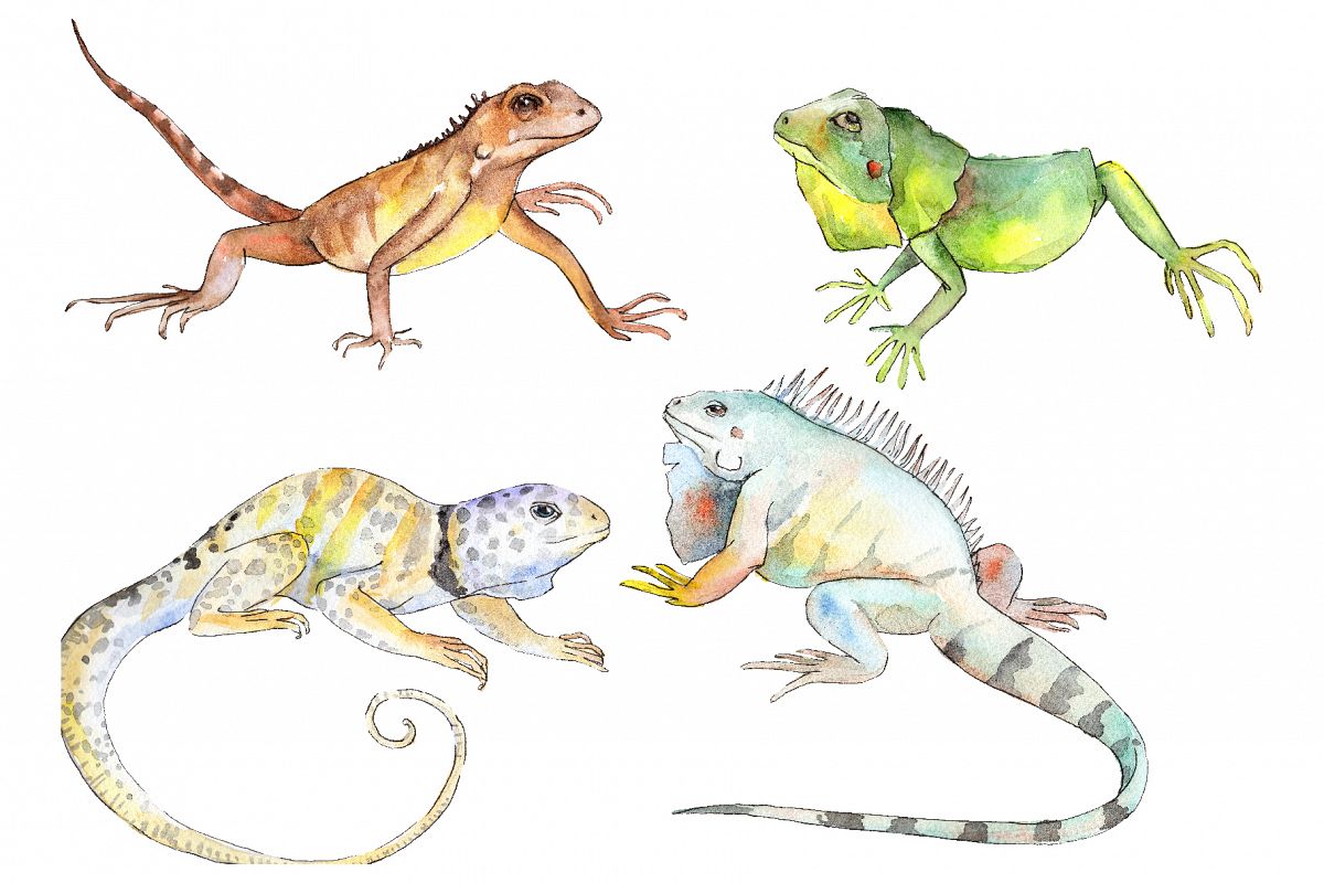 Iguana-1 Watercolor png example image 1