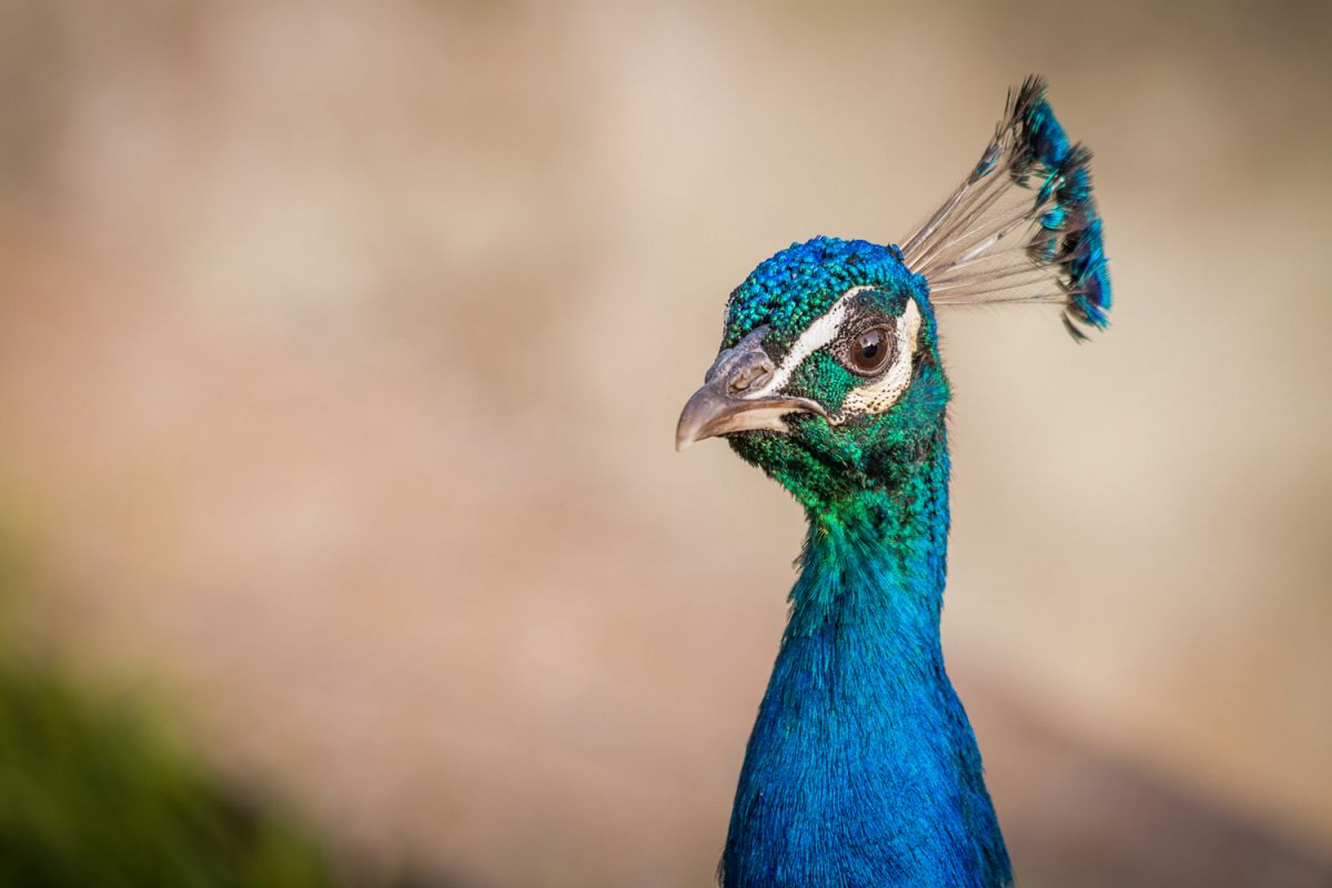 Peacock photo 18 example image 1
