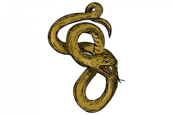 Viper Coiled Ready To Pounce Drawing example image 1