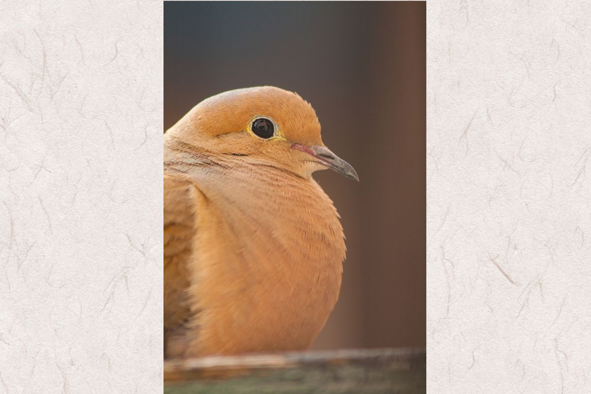 Dove photo 5 example image 1