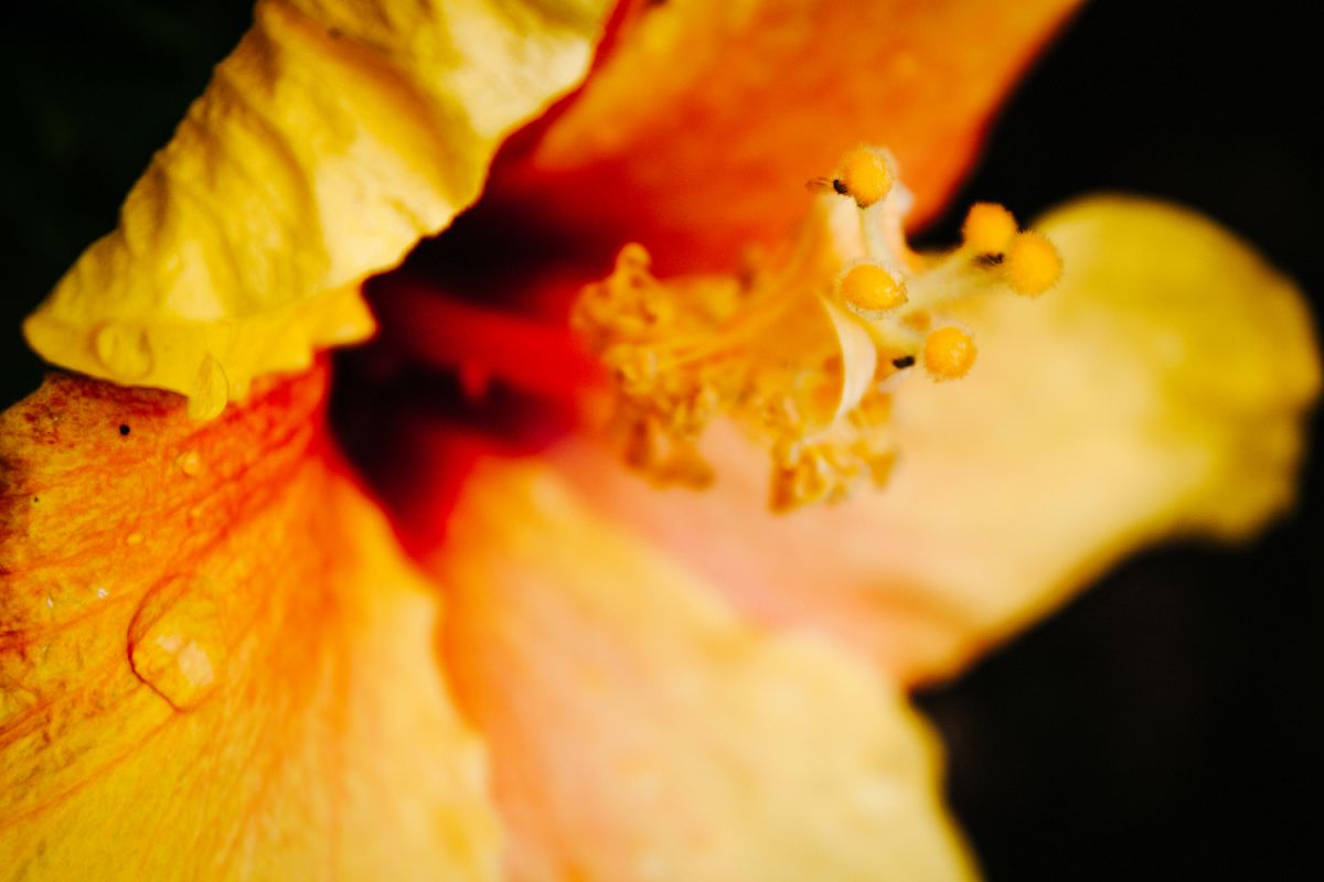 Hibiscus photo 4 example image 1