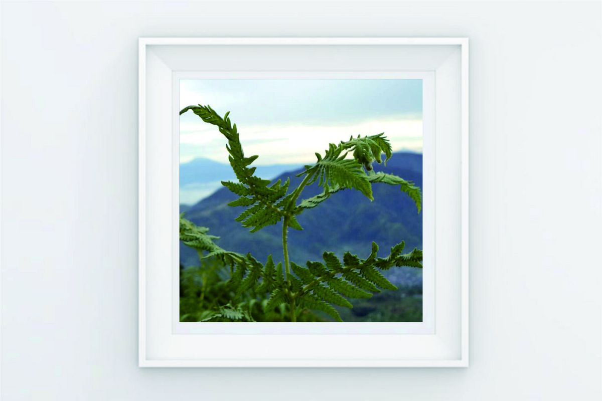 FRAME POSTER TREE ON MOUNTAIN example image 1