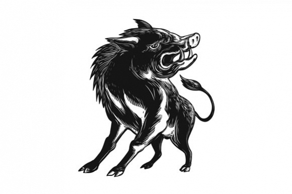Angry Wild Hog Razorback Scratchboard example image 1