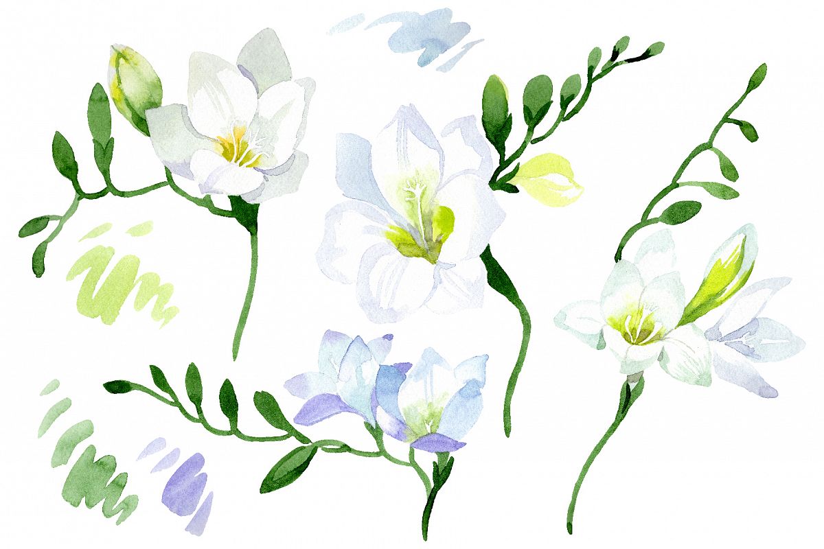 White Freesia Watercolor png example image 1