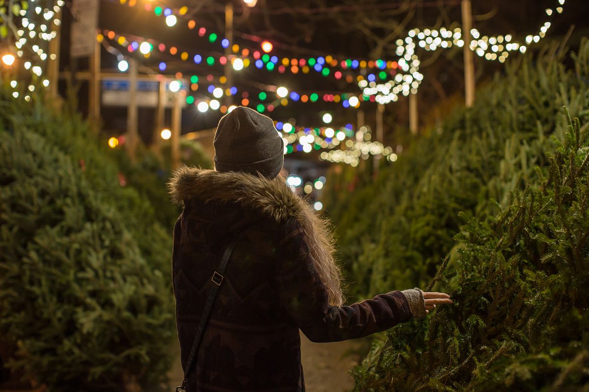 Girl picking christmas tree example image 1