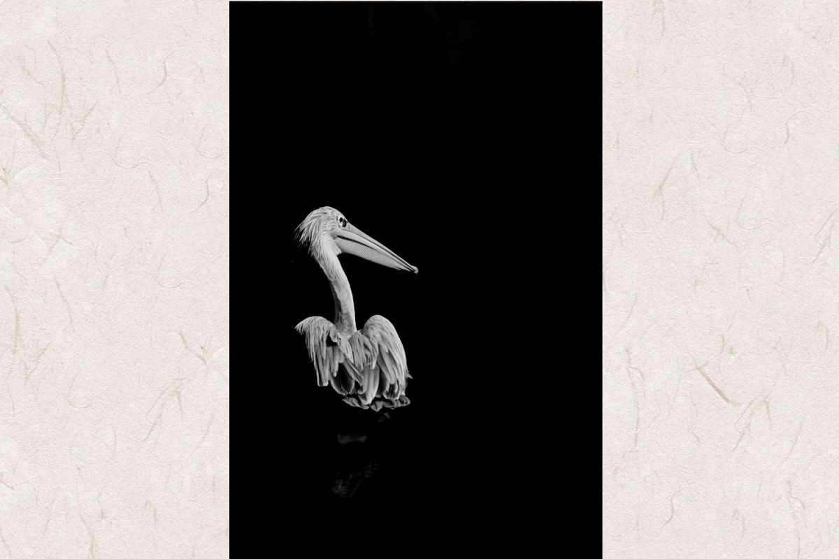 Bird black-white photo 6 example image 1