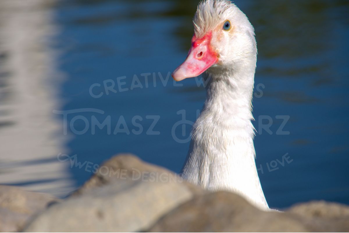 White Duck Behind Stones example image 1