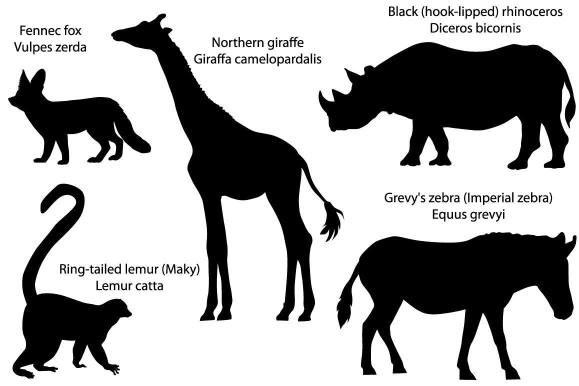 Silhouettes of animals of Africa: giraffe, rhino, zebra, lemur, fennec example image 1