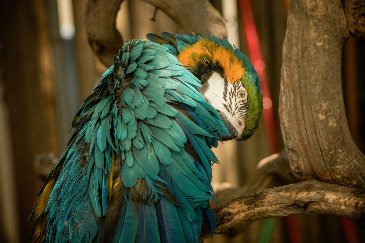Parrot photo 2 example image 1