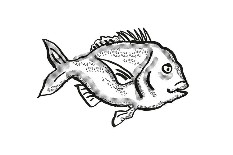 Snapper New Zealand Fish Cartoon Retro Drawing example image 1