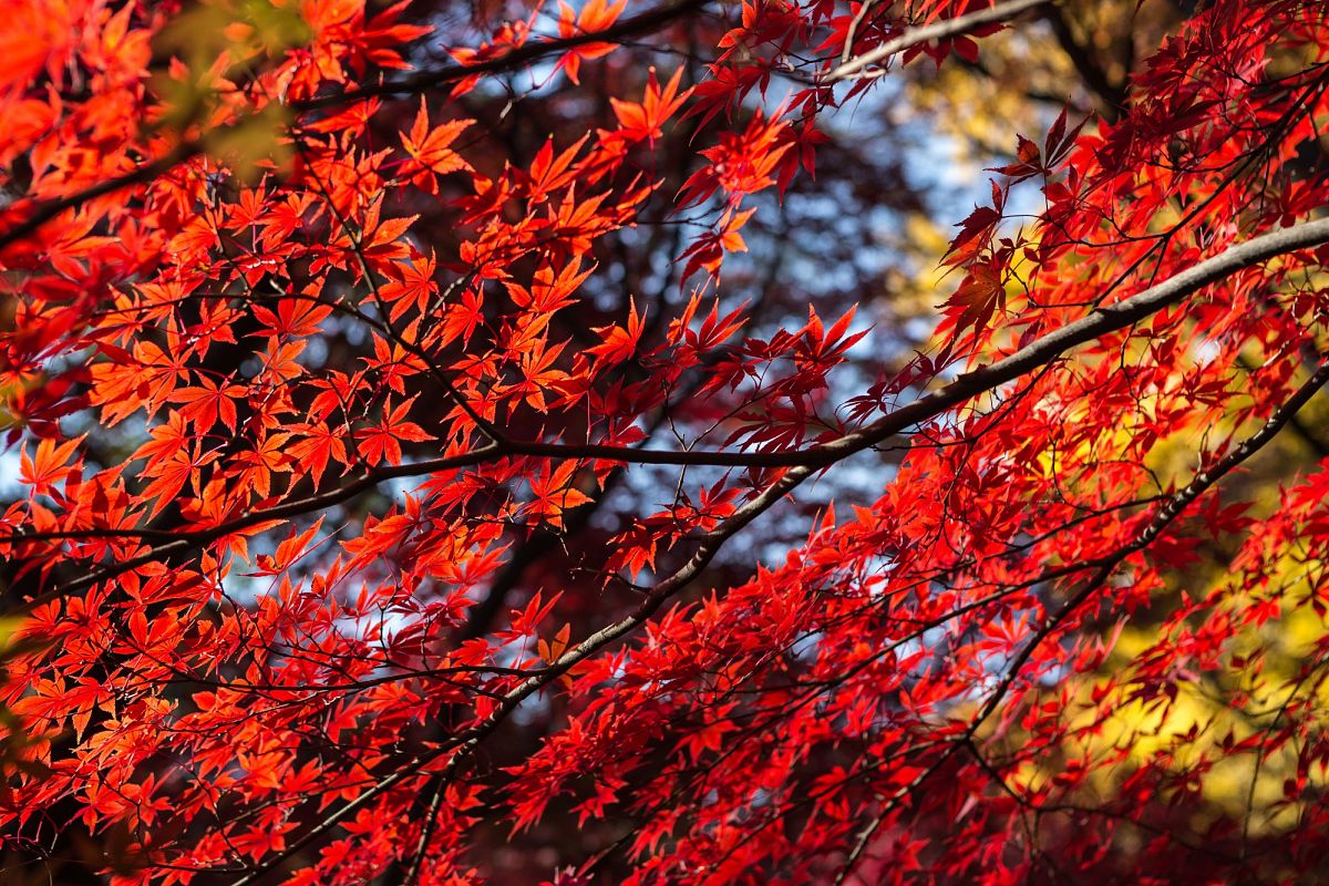 Autumn Leaves #10 example image 1