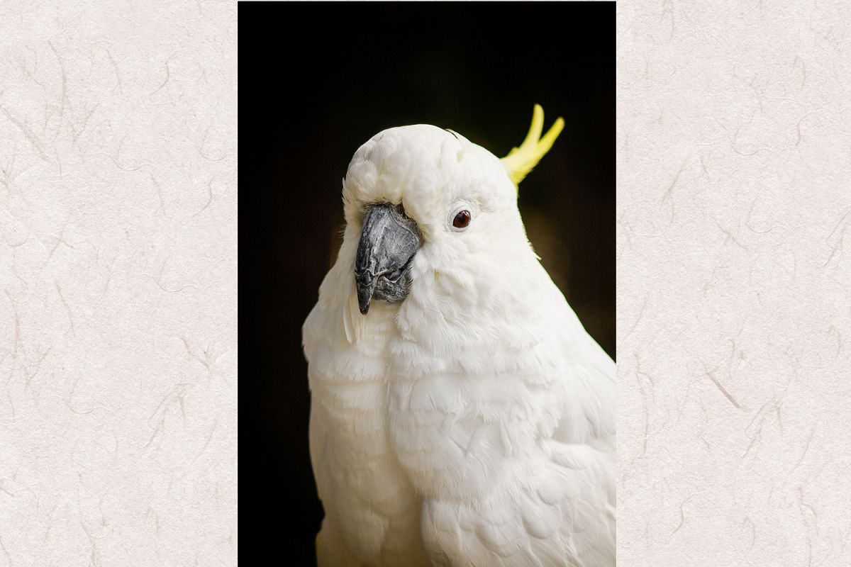 Parrot photo 1 example image 1