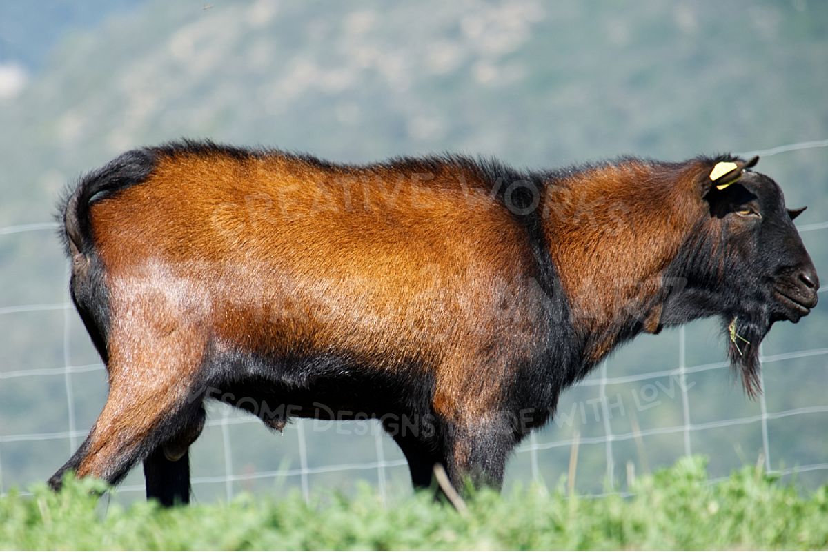 Goat example image 1
