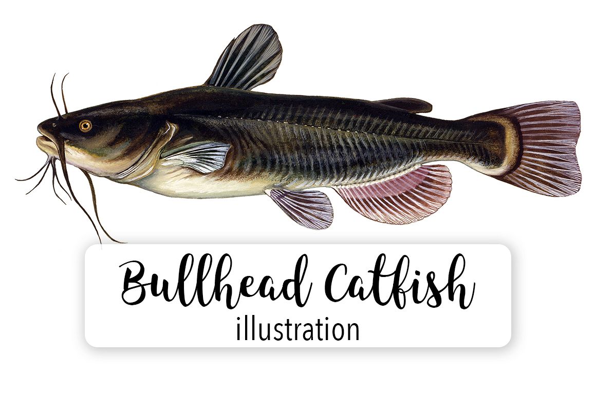 Catfish Fish Clipart Vintage (121140) Illustrations Design Bundles