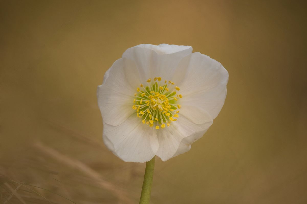 Spring flower example image 1