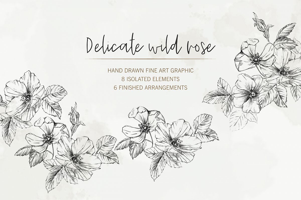 Hand Drawn Fine Art Graphic Images - Delicate wild rose. example image 1