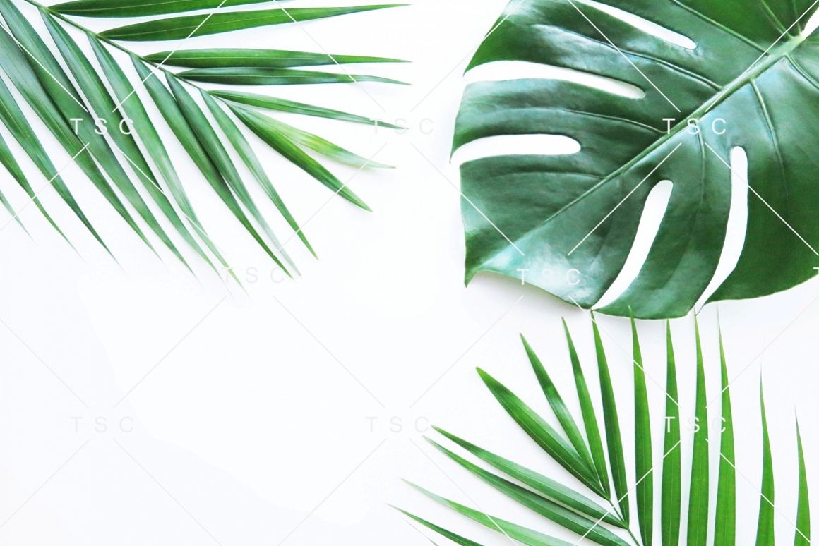 Tropical Leaves Stock Photo example image 1