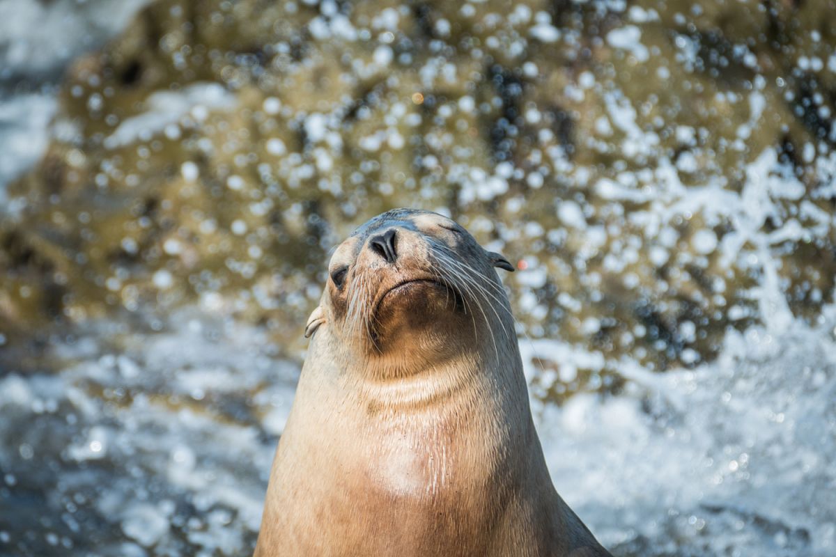 Seal photo 11 example image 1