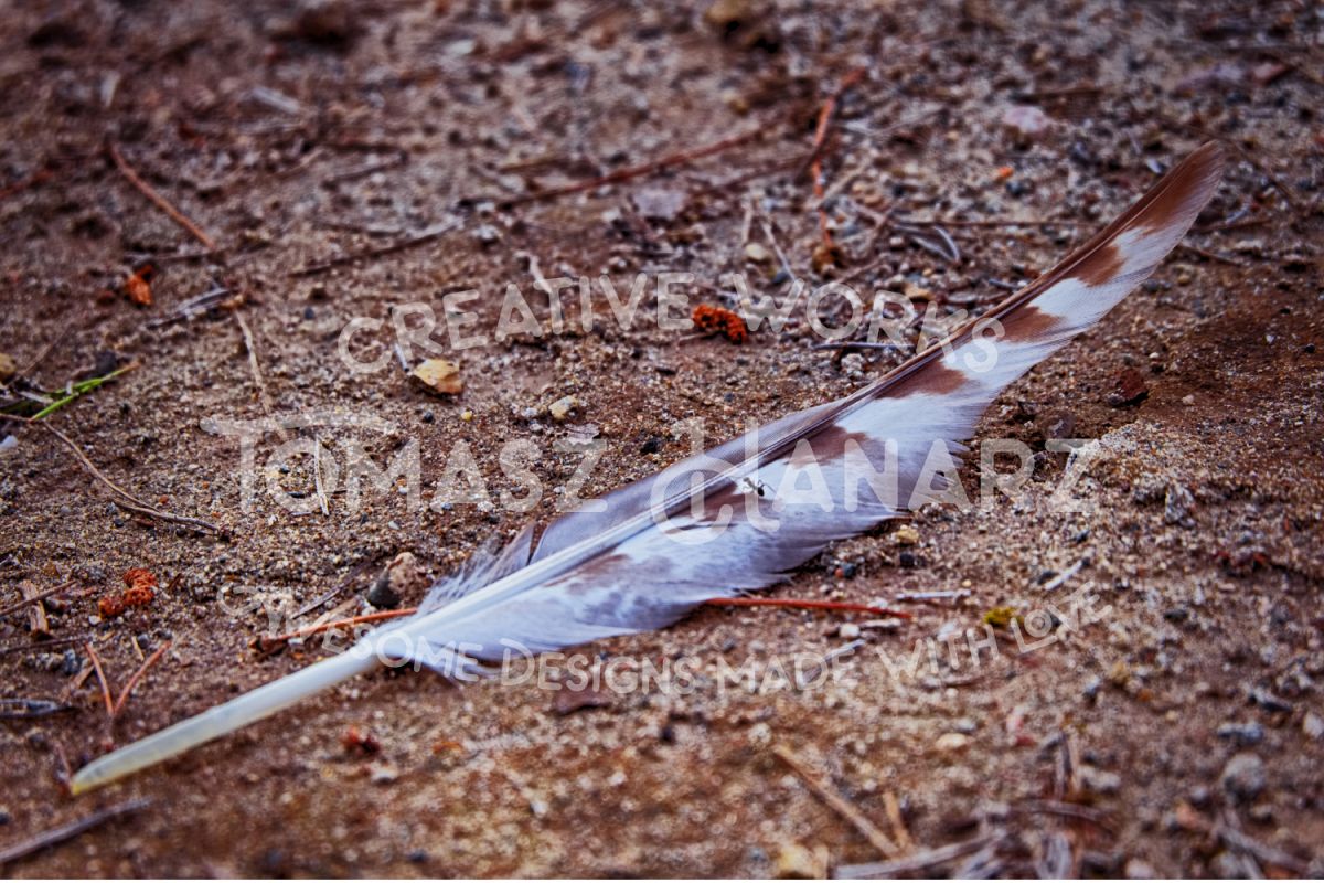 Vintage Feather On The Ground example image 1