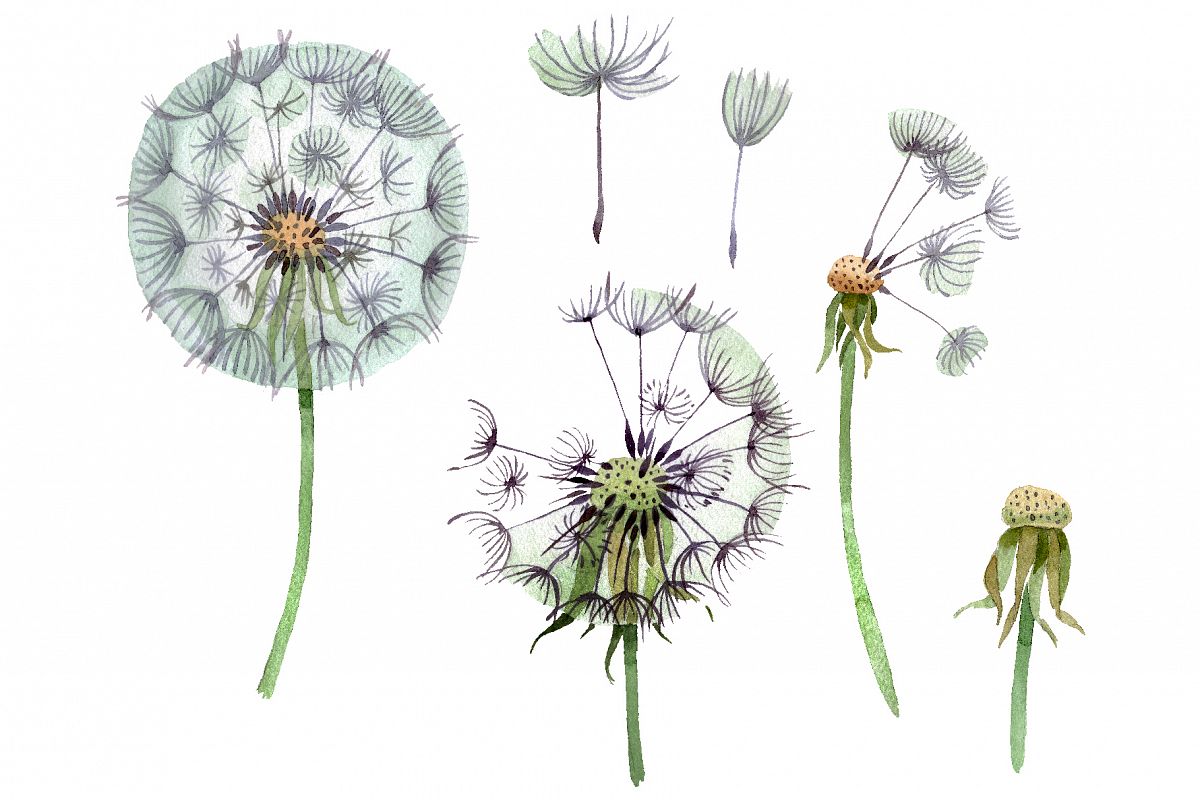 Dandelion summer greeting watercolor png example image 1